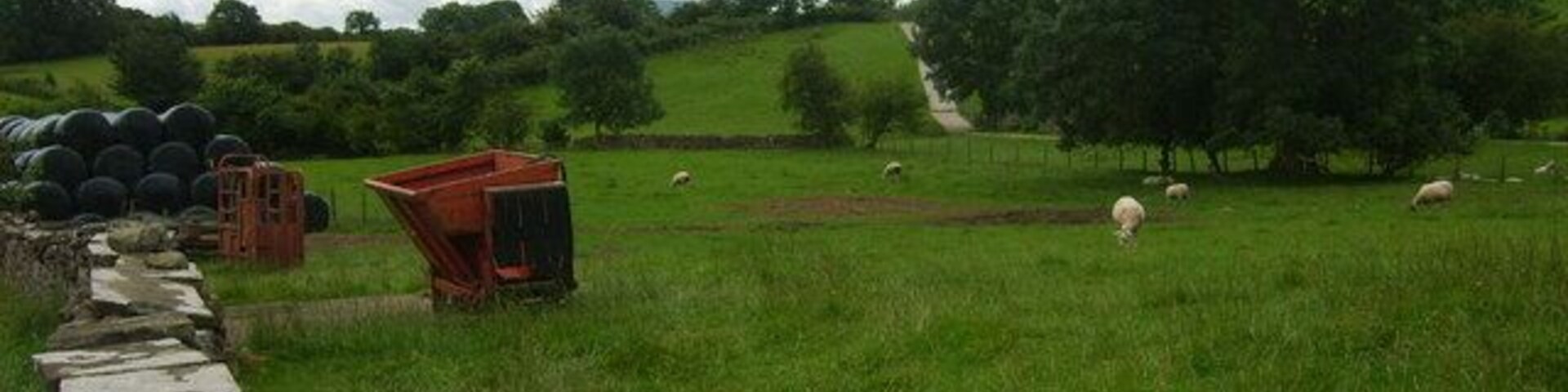 A rural landscape with a stone wall, green fields, trees, and a sheep grazing.