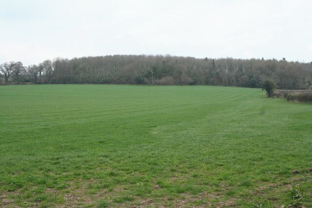 Winsham: Fosse Way near High Wood By a place named Street: the Fosse Way ran from the left hand edge of High Wood - ahead - towards the camera. Looking north east