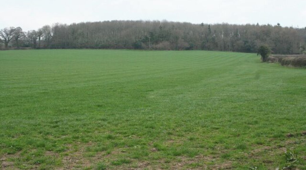 Winsham: Fosse Way near High Wood By a place named Street: the Fosse Way ran from the left hand edge of High Wood - ahead - towards the camera. Looking north east