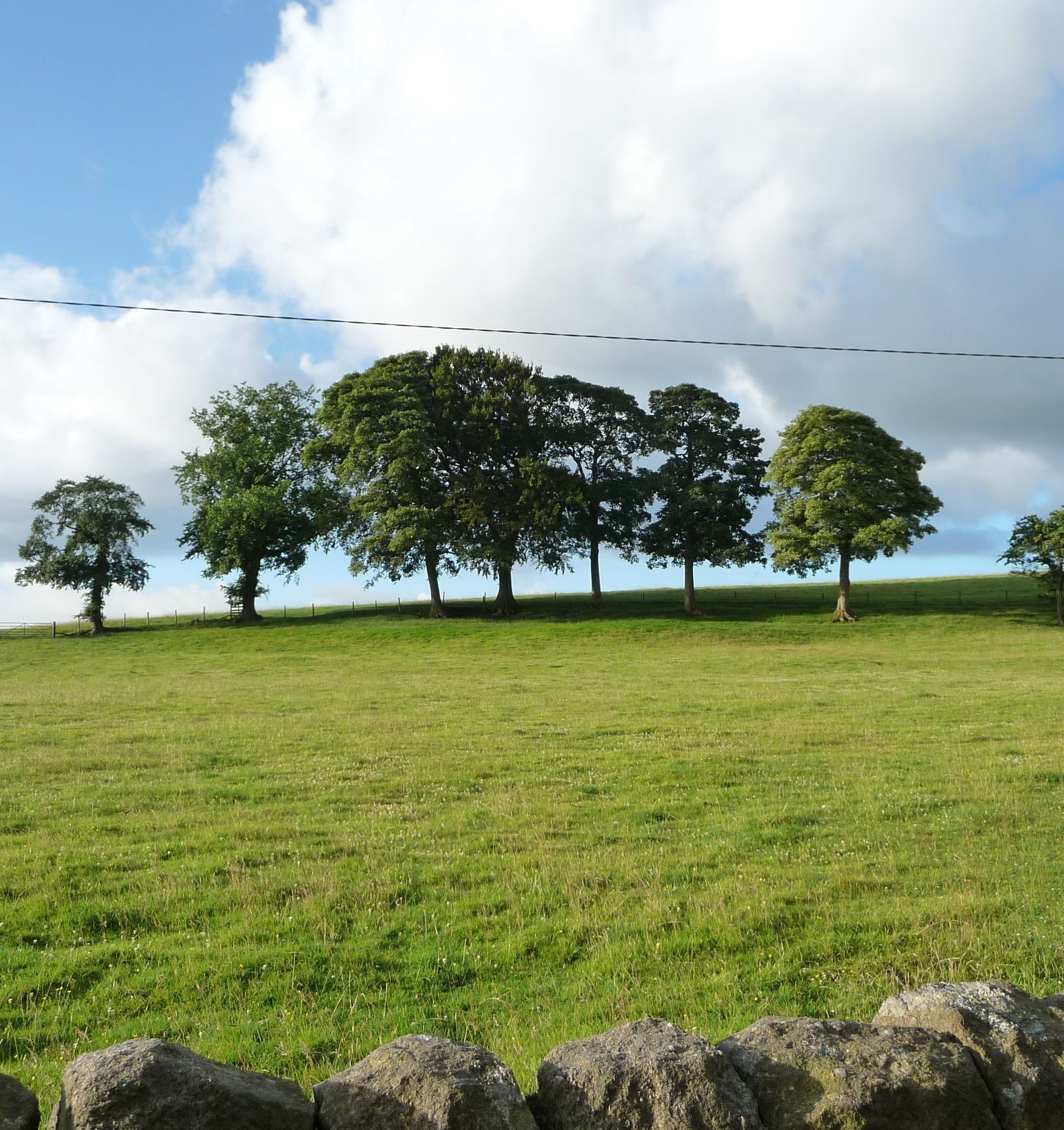 trees near Laneshawbridge