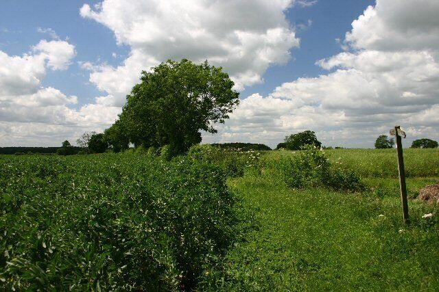 Footpath to Attleton Green. This path, at Boyden End, is currently blocked at its opposite end by a field of rape.