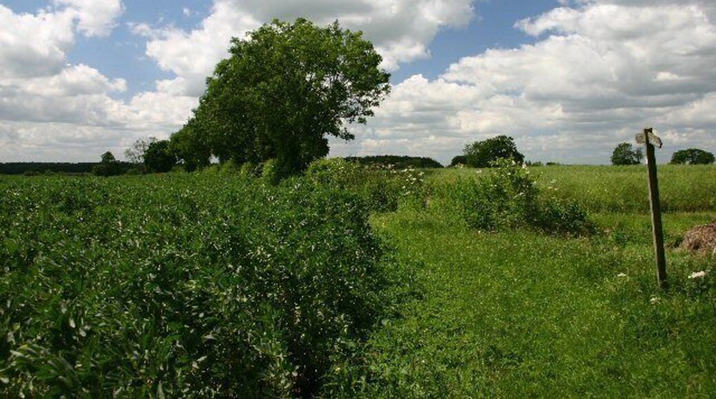 Footpath to Attleton Green. This path, at Boyden End, is currently blocked at its opposite end by a field of rape.