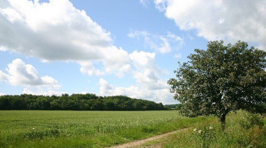Long Black Belt from New England Lane. A relatively recent plantation of deciduous trees in an area otherwise given over totally to arable farming.