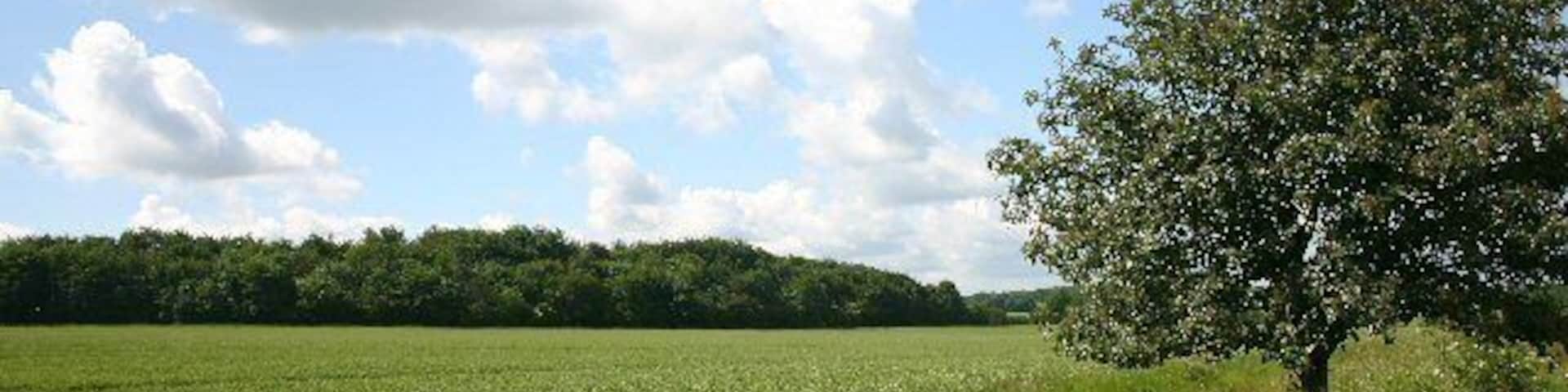 Long Black Belt from New England Lane. A relatively recent plantation of deciduous trees in an area otherwise given over totally to arable farming.
