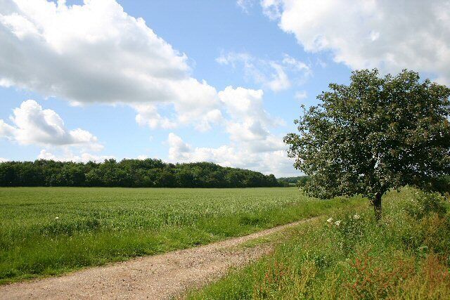 A dirt path through a green field with a tree on the right and a forest in the background.