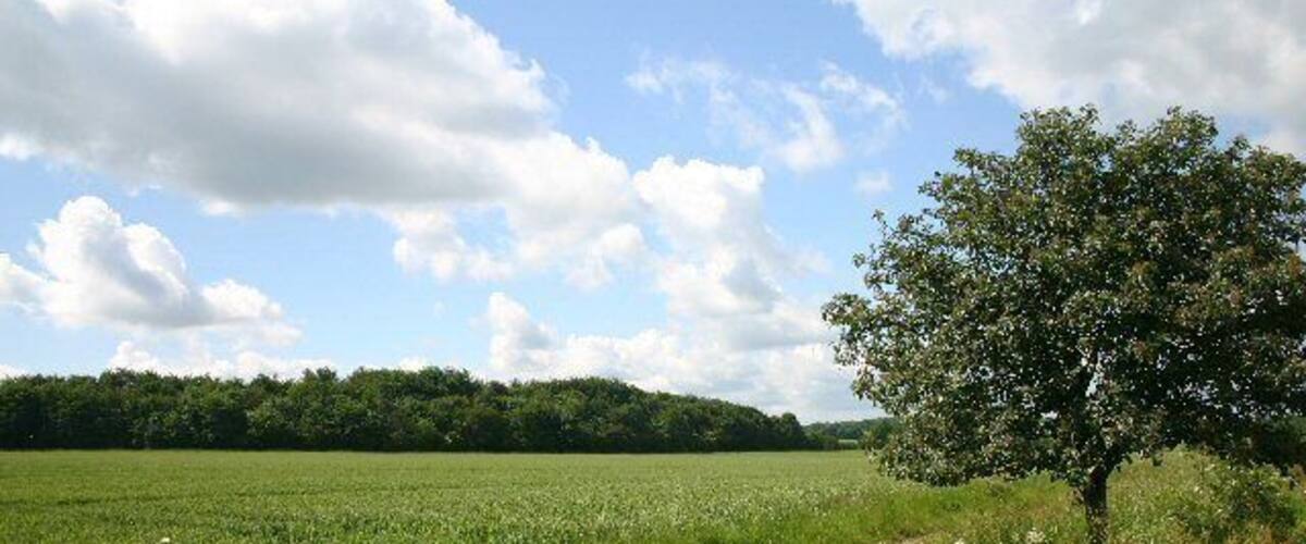 A dirt path through a green field with a tree on the right and a forest in the background.