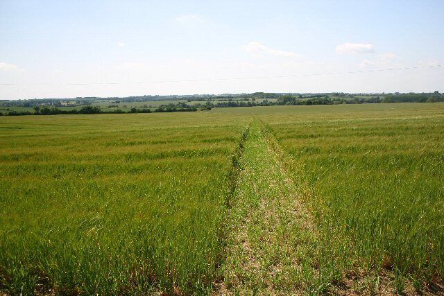 Footpath to Wickham Street. Farmers appear more willing than a few years ago to leave a path through cultivated fields. Perhaps this is something to do with payments awarded under the Environmental Stewardship Scheme.