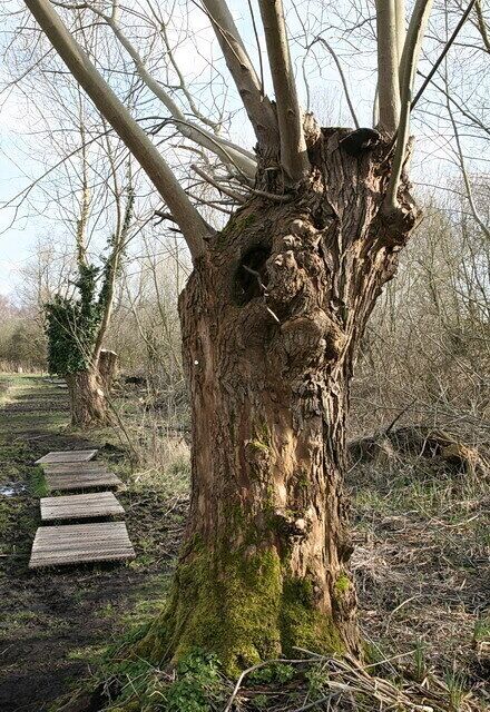 Pollarded Willows, Wicken Fen Beside the footpath at the north-east corner of the fen. The trees are regularly pollared to prolong their life.