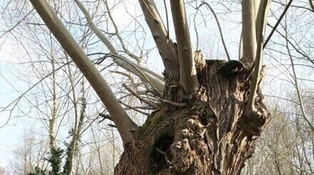 Pollarded Willows, Wicken Fen Beside the footpath at the north-east corner of the fen. The trees are regularly pollared to prolong their life.