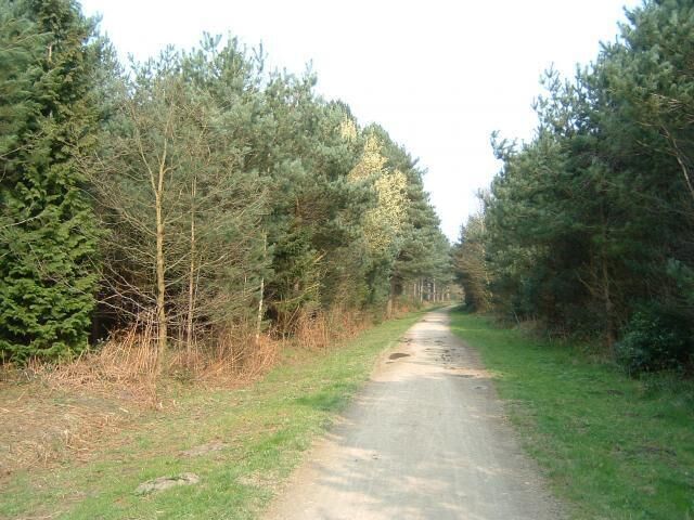 Wheldrake Wood. Looking East along main track to car park.