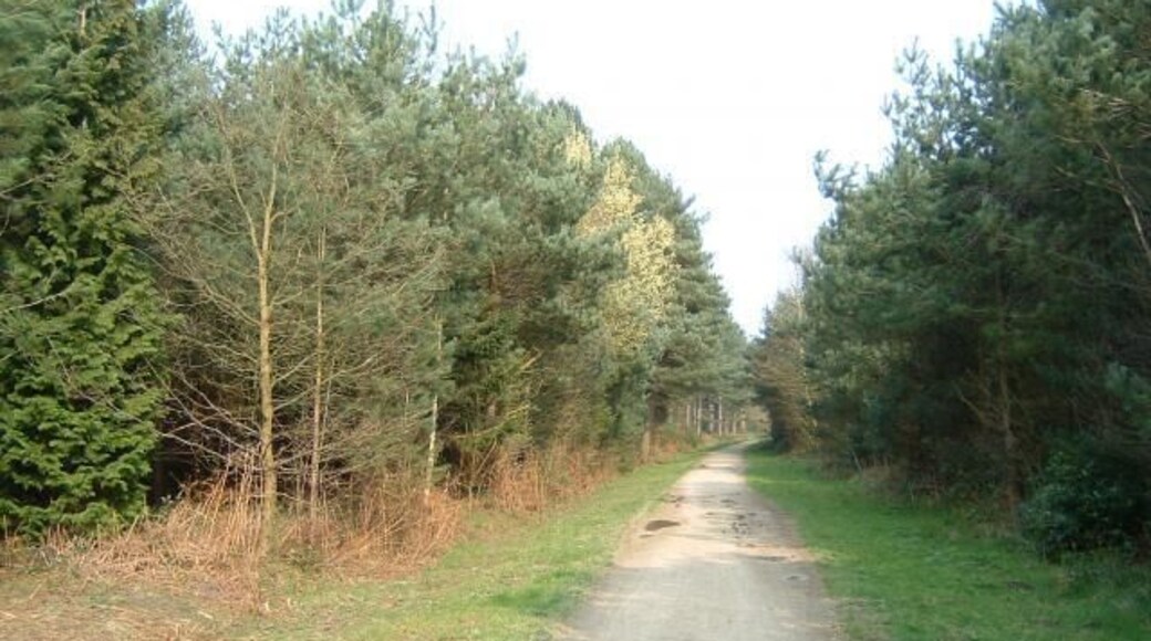 Wheldrake Wood. Looking East along main track to car park.
