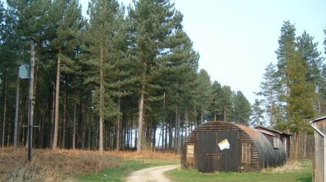 Wheldrake Wood. Looking West at some of the buildings around the intersection of tracks in this pine wood plantation.
