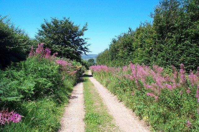Hare Path, a track near Wheddon Cross.