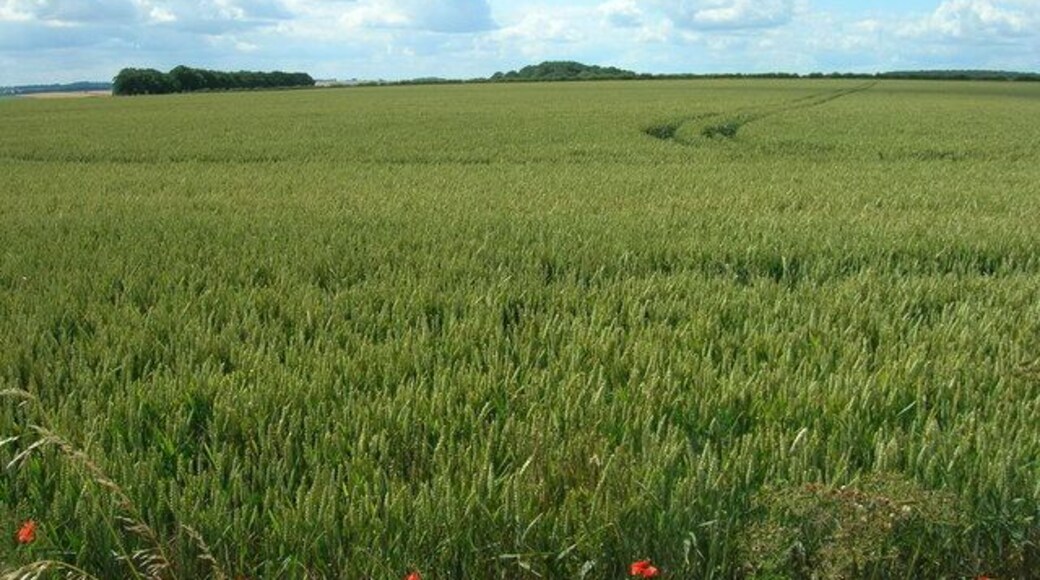 Farmland, Wharram Percy Wold, Wharram Percy, North Yorkshire, England.