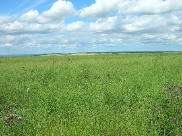 Farmland North of Towthorpe Plantation, Wharram Percy, North Yorkshire, England.
