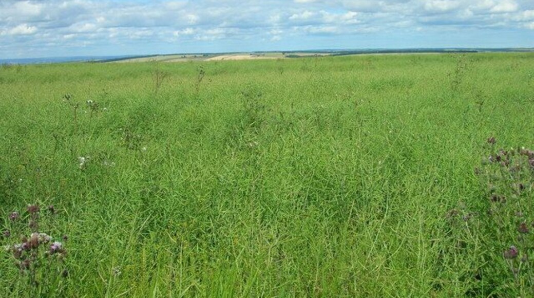 Farmland North of Towthorpe Plantation, Wharram Percy, North Yorkshire, England.