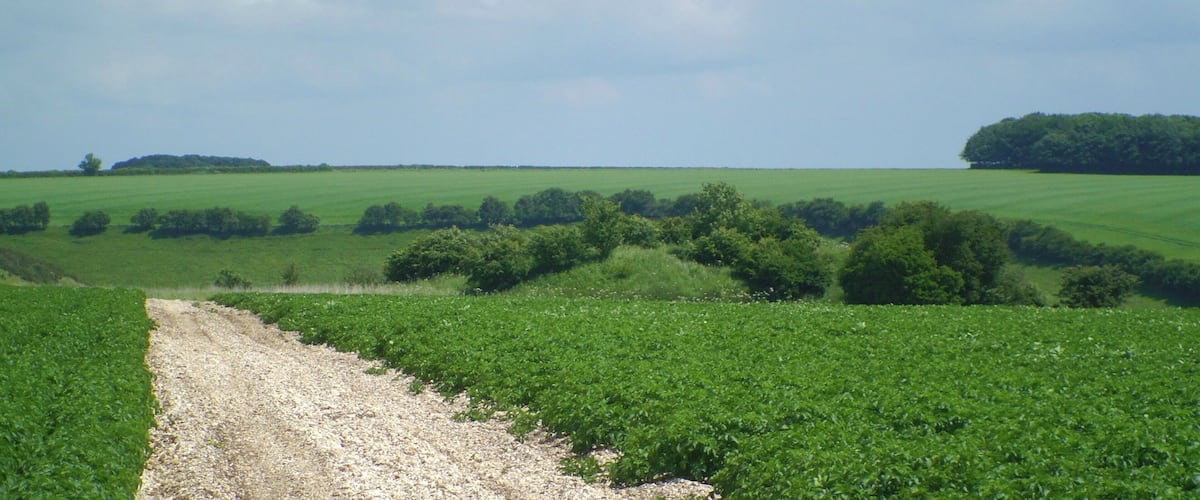A rural landscape with a dirt path, green fields, and a distant hill.