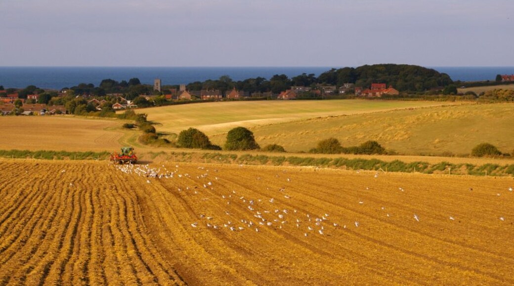 Farmland near Kelling Heath, near to Weybourne, Norfolk, Great Britain. As seen from the North Norfolk Railway, a flock of seagulls is following the tractor (plough). The village of Weybourne can be seen in the distance.