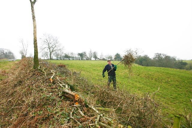 Hedging. Hedge laying alongside a country road. Cannot be done successfully in frosty weather as bark freezes, cannot be done in warmer weather because sap rises too fast....