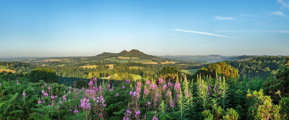 A mountainous landscape with a clear sky, lush greenery, and purple flowers in the foreground.