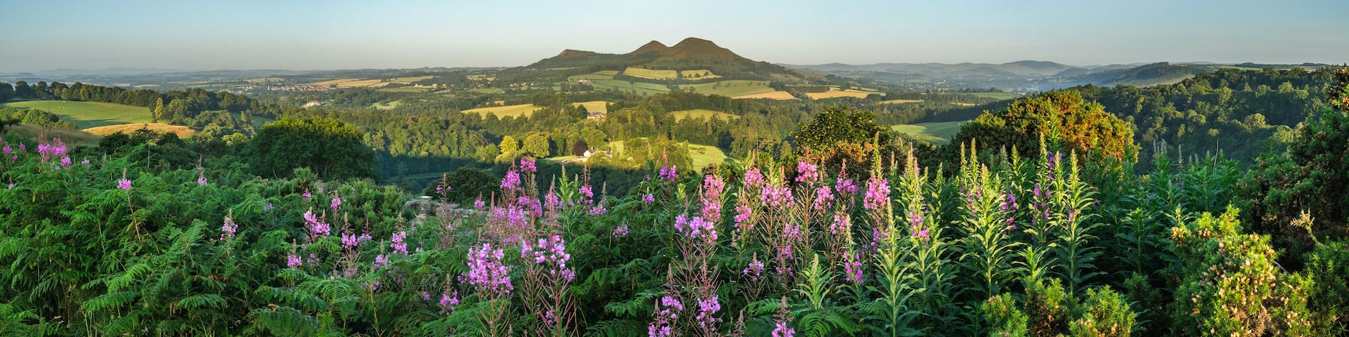 A mountainous landscape with a clear sky, lush greenery, and purple flowers in the foreground.