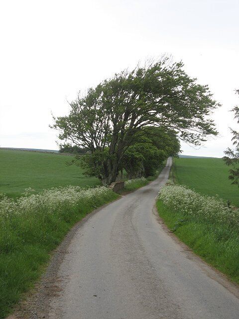 Road to Westruther Mains With a wind sculpted beech.