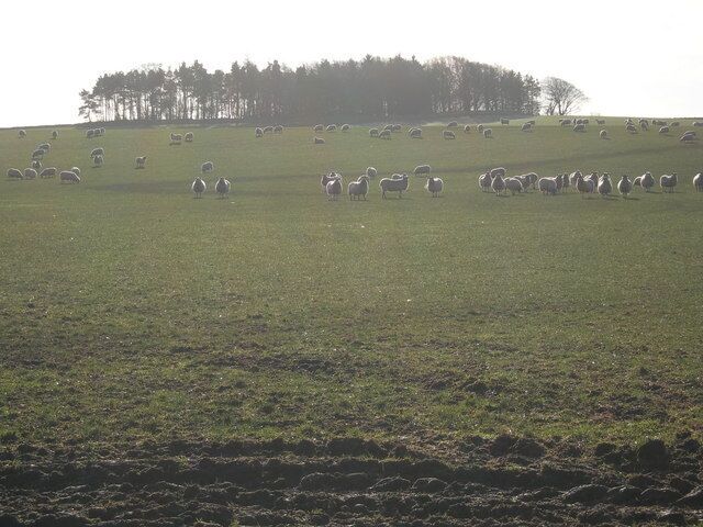 Hare Law Sheep grazing on the slopes of Hare Law