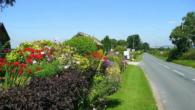Floral roadside. The edge of the B4224 heading north out of Bromsash is a riot of colour thanks to the folks at Castrees Garden Plants, whose nursery entrance is a few yards along.
