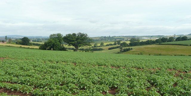 Potato fields east of Bollitree. View north-west from the road between Weston-under-Penyard and Bromsash.