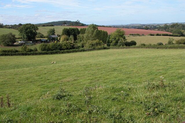 A green field with a few scattered sheep, a line of trees, and a red field in the background.