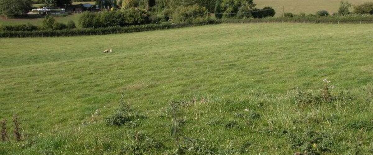 A green field with a few scattered sheep, a line of trees, and a red field in the background.