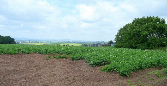 Potato growing west of Bromsash. View west towards Hay Bluff in the far distance, left. The buildings are part of a pig farm which has now ceased production.