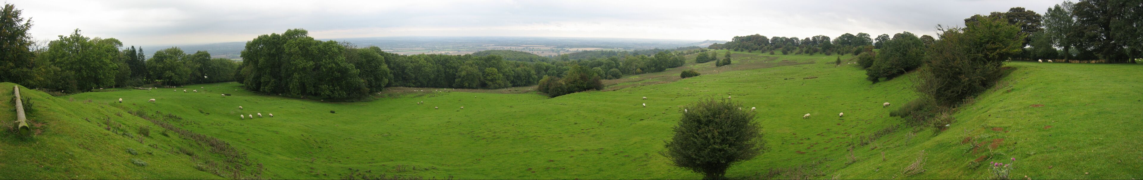 A green field with sheep and trees.