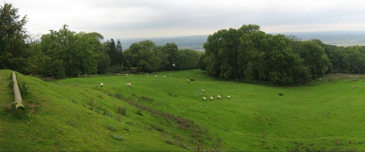 A green field with sheep and trees.