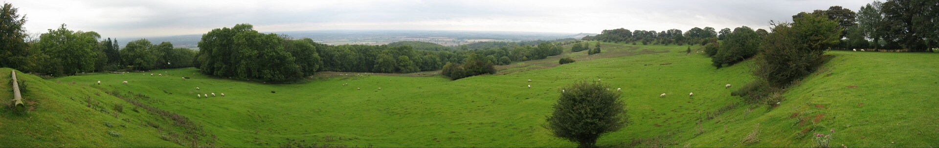A green field with sheep and trees.