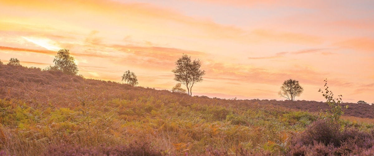 Westleton Heath is full of blooming heather in summer, but now in September the heather is nearly out of bloom but it still looks lovely. Lovely spot for dog walking but you must keep them on a lead until August to protect the variety of birds nesting.
October is the most exciting time of year to watch our deer as they engage in fierce mating battles. The three largest species of deer (red, fallow and sika) all rut in the autumn and the red variety is in Westleton.
Rutting activity is most intense soon after dawn, though some activity occurs throughout the day. Deer are interesting to watch because their behaviour changes as the rut progresses.
But remember that male deer are pumped full of testosterone and highly aggressive; in parks, attacks on dogs are not uncommon and sometimes people are also injured. So don’t get too close.
