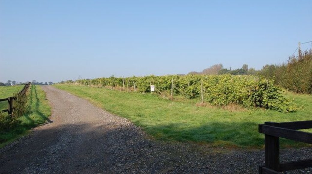 Vineyard, off Parsonage Lane