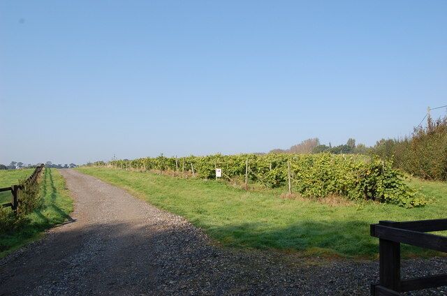 A gravel path leading through a vineyard with rows of grapevines.