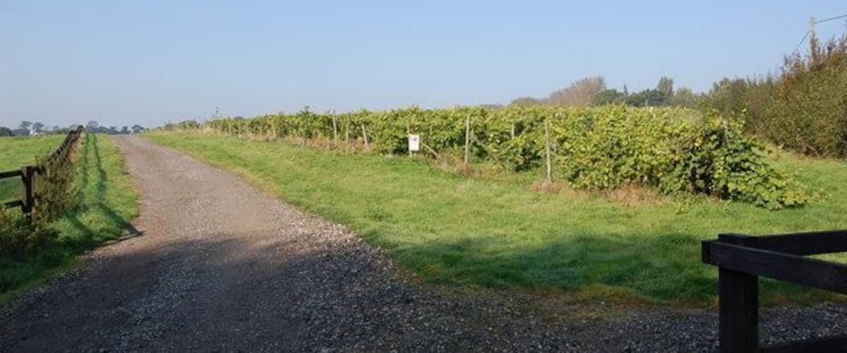 A gravel path leading through a vineyard with rows of grapevines.