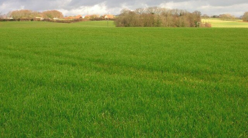 View to Downash Farm Taken from The Moor.