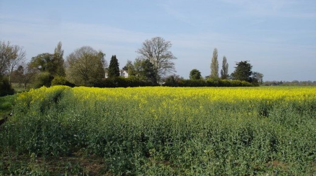 A Suffolk field