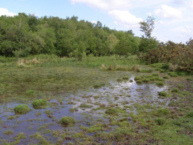 Pond between West Wellow and Plaitford Commons, New Forest This damp broad valley is where West Wellow Common meets Plaitford Common. The valley drains to the north, through the woodland.