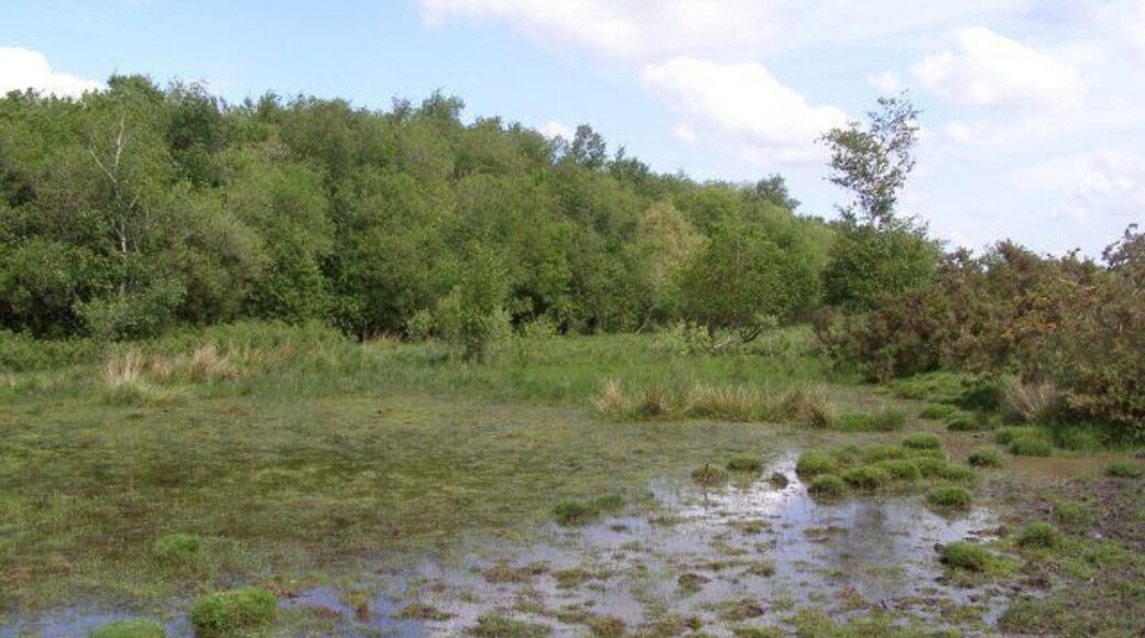 Pond between West Wellow and Plaitford Commons, New Forest This damp broad valley is where West Wellow Common meets Plaitford Common. The valley drains to the north, through the woodland.