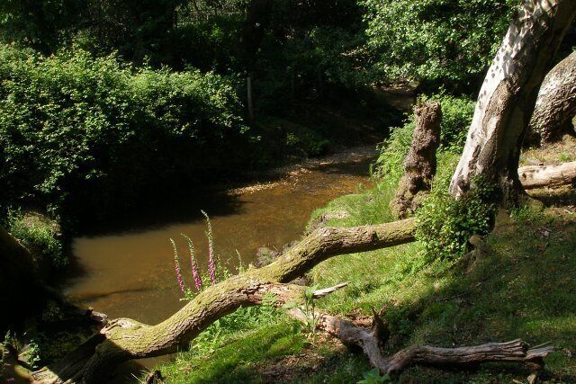 Stream on the western side of Black Hill common This stream marks the western edge of Black Hill common, at the northwestern corner. Here it is quite deeply incised and flows on towards Palmer's Bridge in Wellow, before eventually joining the River Blackwater. A tree has fallen here, leaving a gap in the canopy and foxgloves are growing on the sunny bank.