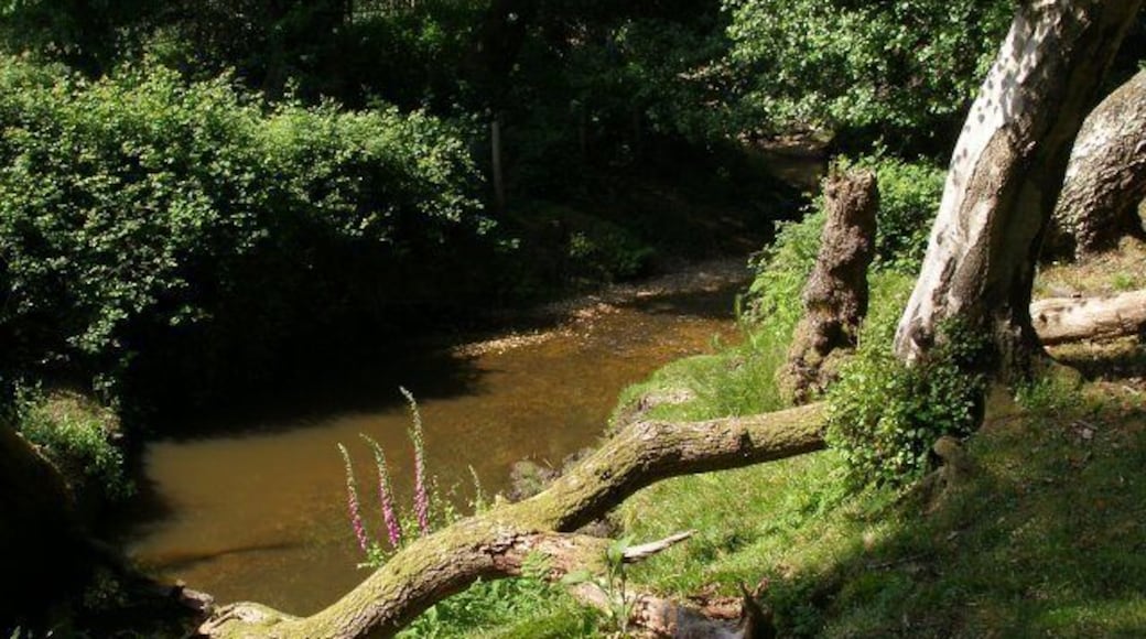 Stream on the western side of Black Hill common This stream marks the western edge of Black Hill common, at the northwestern corner. Here it is quite deeply incised and flows on towards Palmer's Bridge in Wellow, before eventually joining the River Blackwater. A tree has fallen here, leaving a gap in the canopy and foxgloves are growing on the sunny bank.