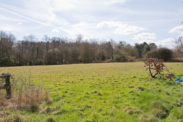 A grassy field with a tree in the foreground and a line of trees in the background.
