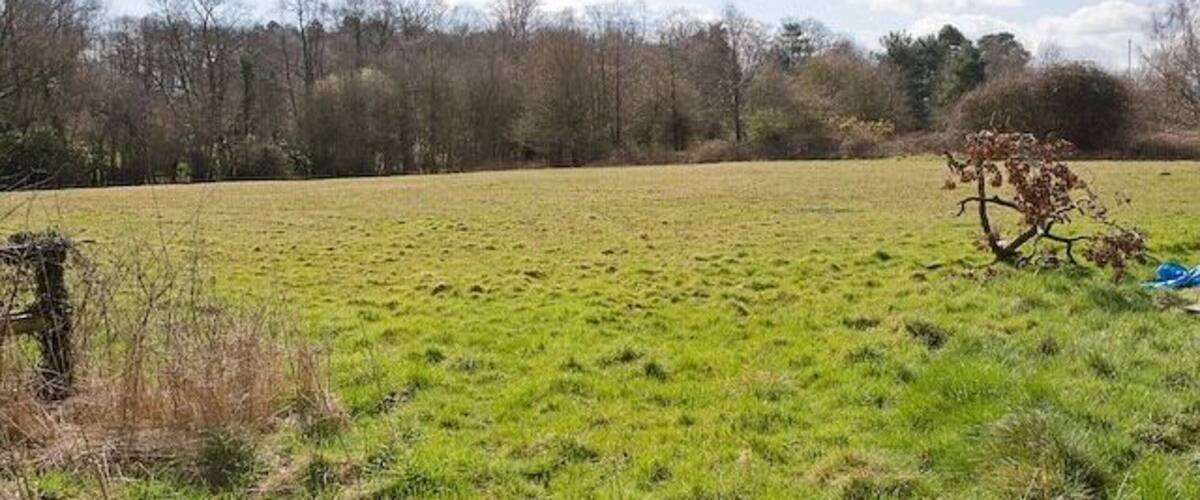 A grassy field with a tree in the foreground and a line of trees in the background.