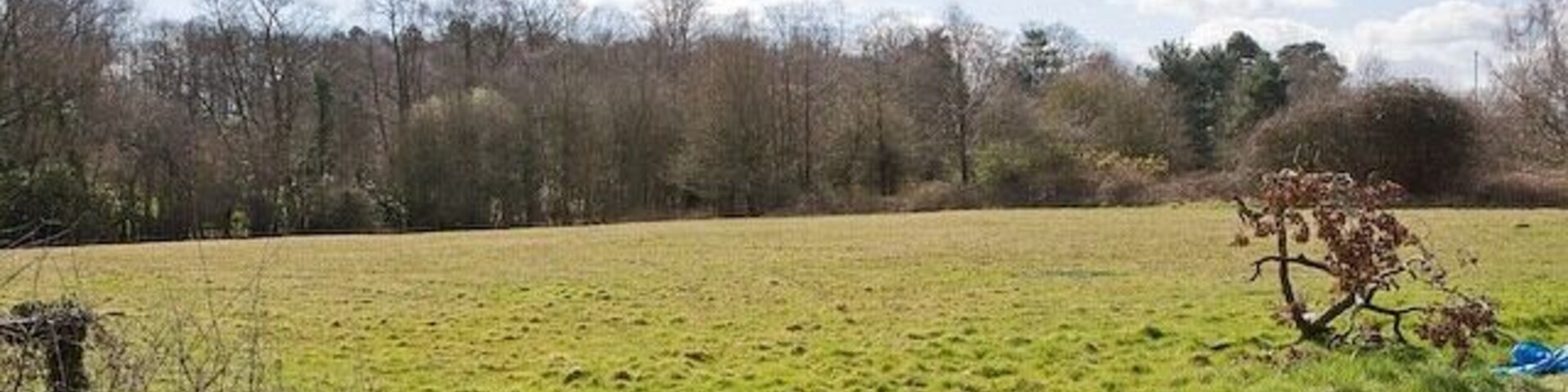 A grassy field with a tree in the foreground and a line of trees in the background.