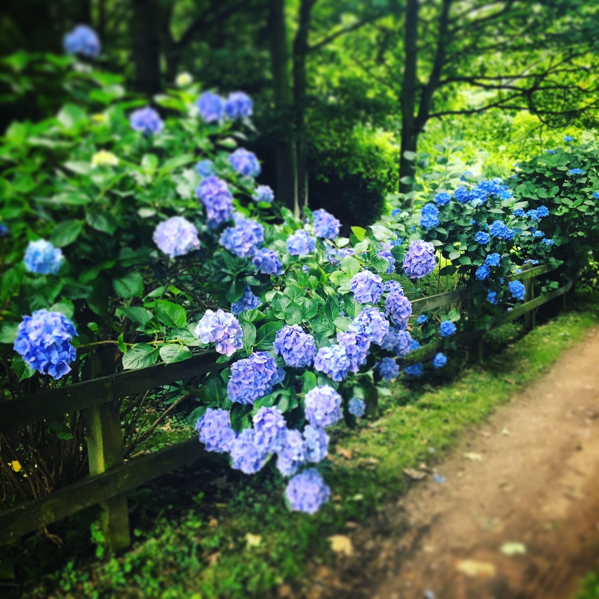 Stubbled upon these amazing bkur hydrangeas while we were #takeahike in Norfolk today. #beauties 