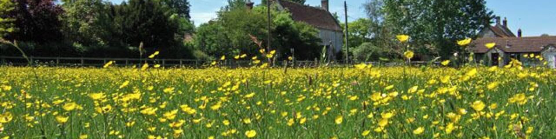 Buttercups - West Camel